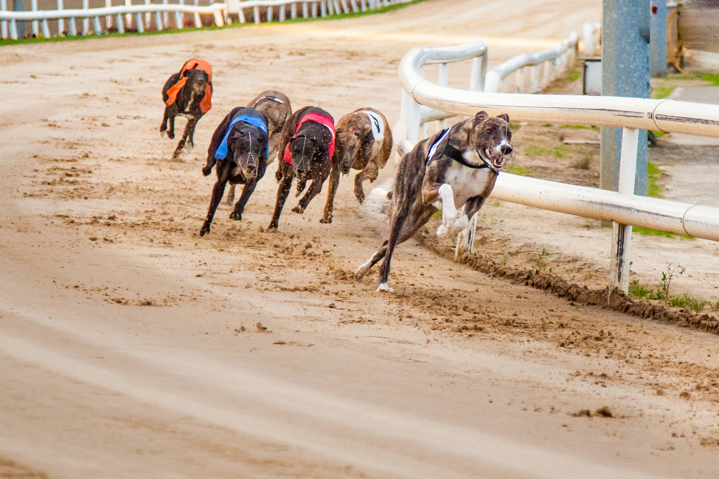 Greyhounds Dundalk Stadium General Admission Info